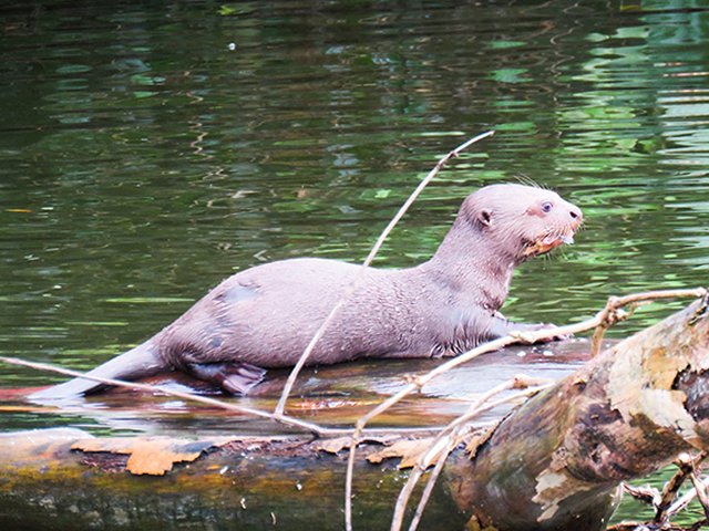 Amazon tours from Cusco