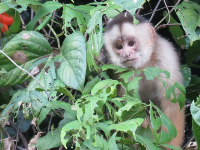 Amazon tours from Cusco