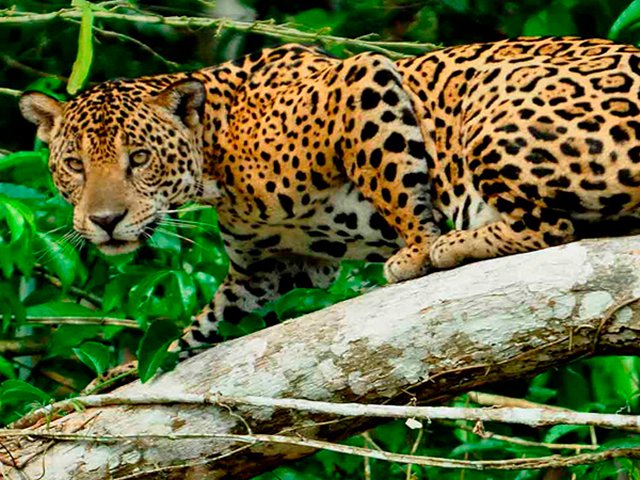 Amazon tours from Cusco