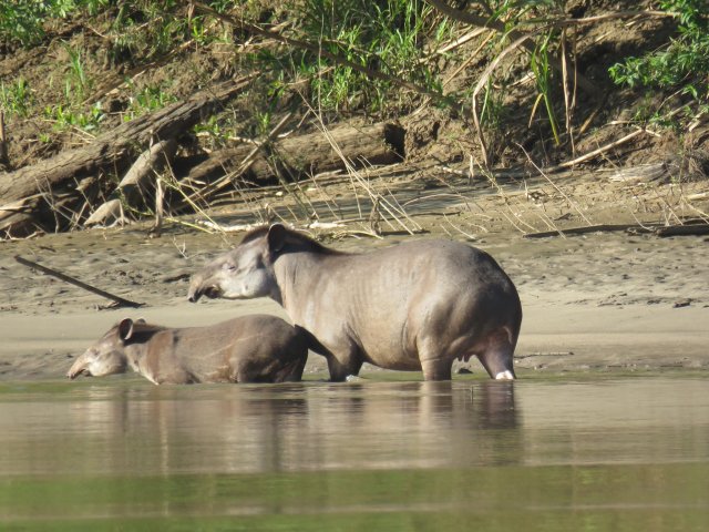 Amazon tours from Cusco