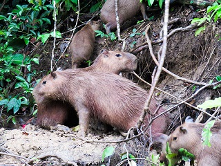 Capibara Manu