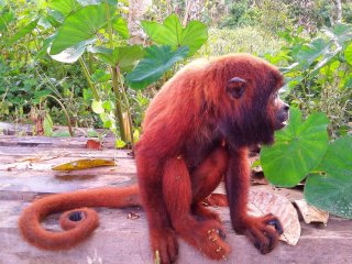 Monkey Manu Peru